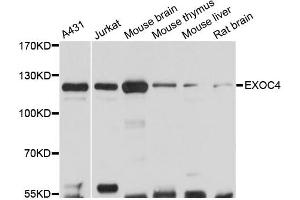 Western blot analysis of extracts of various cell lines, using EXOC4 antibody (ABIN6290368) at 1:3000 dilution. (Sec8 抗体)
