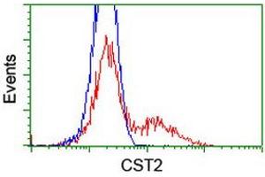 Image no. 3 for anti-Cystatin SA (CST2) antibody (ABIN1497757) (CST2 抗体)