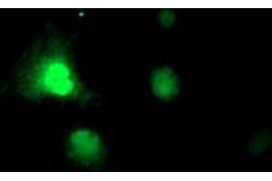 Anti-RNPEP mouse monoclonal antibody (ABIN2455311) immunofluorescent staining of COS7 cells transiently transfected by pCMV6-ENTRY RNPEP (RC200756). (RNPEP 抗体)