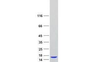 Western Blotting (WB) image for T-Cell Leukemia/lymphoma 1A (TCL1A) (Transcript Variant 1) protein (Myc-DYKDDDDK Tag) (ABIN2733366)