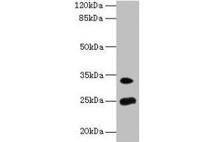 Western blot All lanes: MREG antibody at 8 μg/mL + Mouse stomach tissue Secondary Goat polyclonal to rabbit IgG at 1/10000 dilution Predicted band size: 25, 27 kDa Observed band size: 25, 33 kDa (MREG 抗体  (AA 1-214))