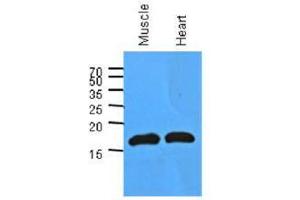 Image no. 1 for anti-Myoglobin (MB) (AA 1-154), (N-Term) antibody (ABIN953585) (Myoglobin 抗体  (N-Term))