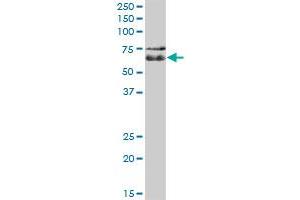 C1orf87 MaxPab polyclonal antibody. (C1orf87 抗体  (AA 1-546))