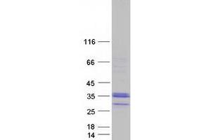 Validation with Western Blot (C1QL3 Protein (Myc-DYKDDDDK Tag))