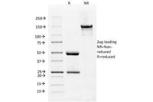 SDS-PAGE Analysis of Purified, BSA-Free VEGFR1 Antibody (clone FLT1/658). (FLT1 抗体)