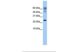 Image no. 1 for anti-FUN14 Domain Containing 1 (FUNDC1) (AA 77-126) antibody (ABIN6739393) (FUNDC1 抗体  (AA 77-126))
