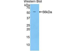 Western blot analysis of the recombinant protein. (BACE2 抗体  (AA 242-502))