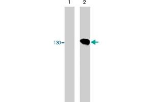 Western blot of COS-7 cells untransfected (lane 1) or transfected with HA-tagged mouse neuropilin-1 (lane 2). (Neuropilin 1 抗体)