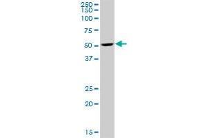 Western Blotting (WB) image for anti-ELMO/CED-12 Domain Containing 3 (ELMOD3) (AA 1-391) antibody (ABIN529598)