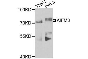 Western blot analysis of extracts of various cells, using AIFM3 antibody. (AIFM3 抗体)