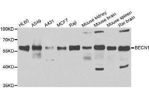 Western blot analysis of extracts of various cell lines, using BECN1 antibody. (Beclin 1 抗体)
