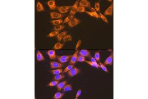 Immunofluorescence analysis of NIH-3T3 cells using PGE Receptor EP2 (PGE Receptor EP2 (PGE receptor EP2 (PTGER2))) Rabbit mAb (ABIN7269572) at dilution of 1:100 (40x lens). (PTGER2 抗体)