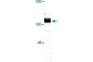 Western blot of rat hippocampal lysate showing specific immunolabeling of the ~115 KDa APP protein. (APP 抗体  (C-Term))