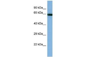 Host: Rabbit Target Name: PCDHB14 Sample Type: HT1080 Whole cell lysates Antibody Dilution: 1.