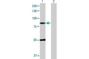 Western Blot analysis of C1R expression in transfected 293T cell line by C1R MaxPab polyclonal antibody. (C1R 抗体  (AA 1-705))