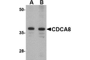 Western Blotting (WB) image for anti-Cell Division Cycle Associated 8 (CDCA8) (N-Term) antibody (ABIN1031311) (CDCA8 抗体  (N-Term))