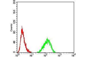 Flow cytometric analysis of Hela cells using LMNB2 mouse mAb (green) and negative control (red). (Lamin B2 抗体  (AA 401-600))