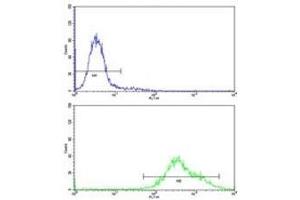 Flow cytometric analysis of K562 cells using PAX3 antibody (bottom histogram) compared to a negative control (top histogram) (Paired Box 3 抗体  (AA 98-126))