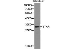 Western Blotting (WB) image for anti-Steroidogenic Acute Regulatory Protein (STAR) antibody (ABIN1874960) (STAR 抗体)