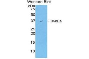 Western Blotting (WB) image for anti-Insulin (INS) (AA 25-54) antibody (ABIN3208616)