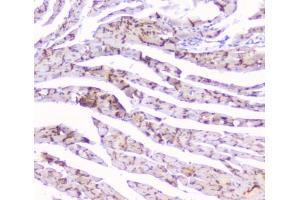 Immunohistochemistry (IHC) image for anti-Gap Junction Protein, alpha 1, 43kDa (GJA1) (AA 351-367) antibody (ABIN3031019)