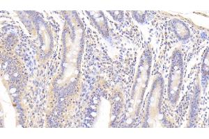 Detection of TGFb3 in Porcine Small intestine Tissue using Polyclonal Antibody to Transforming Growth Factor Beta 3 (TGFb3) (TGFB3 抗体  (AA 298-409))