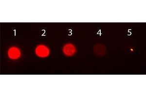 Dot Blot of Mouse IgG2b Isotype Control Phycoerythrin Conjugated. (小鼠 IgG2b isotype control (PE))