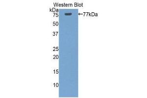 Western Blotting (WB) image for anti-Heat Shock 70kDa Protein 1-Like (HSPA1L) (AA 1-641) antibody (ABIN1859215) (HSPA1L 抗体  (AA 1-641))