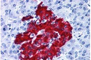 Immunohistochemical staining of human pancreas with GPR82 polyclonal antibody . (GPR82 抗体  (Cytoplasmic Domain))