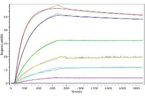 SOST Recombinant Monoclonal Antibody (ABIN7797274) captured on Protein A Chip can bind Recombinant Human SOST with an affinity constant of 0.