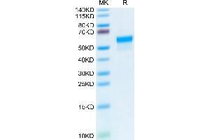 LGMN Protein (AA 18-435) (His tag)