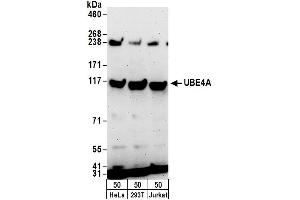 anti-Ubiquitination Factor E4A (UBE4A) (AA 1016-1066) antibody