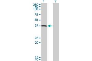 Western Blot analysis of PEX10 expression in transfected 293T cell line by PEX10 monoclonal antibody (M01), clone 1B8. (PEX10 抗体  (AA 1-326))