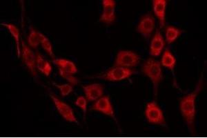 ABIN6275162 staining 293 by IF/ICC. (GRTP1 抗体  (Internal Region))