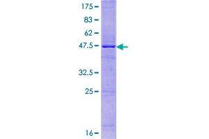 Image no. 1 for Interleukin 25 (IL25) (AA 1-177) protein (GST tag) (ABIN1307796)