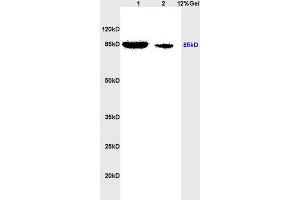 SDS-PAGE (SDS) image for anti-Signal Transducer and Activator of Transcription 3 (Acute-Phase Response Factor) (STAT3) (pSer727) antibody (ABIN746198)