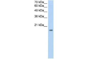 ZNF580 antibody used at 0. (ZNF580 抗体  (N-Term))