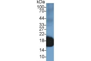 Western Blotting (WB) image for anti-Superoxide Dismutase 1, Soluble (SOD1) (AA 2-153) antibody (APC) (ABIN7436933)