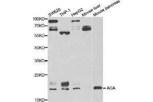 Western blot analysis of extracts of various cell lines, using AGA antibody. (AGA 抗体)