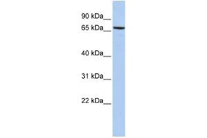 WB Suggested Anti-PDIA4 Antibody Titration:  0. (PDIA4 抗体  (Middle Region))