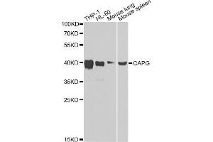Western blot analysis of extracts of various cell lines, using CAPG Antibody. (CAPG 抗体)