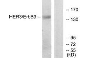 Western blot analysis of extracts from HeLa cells, using HER3 (Ab-1328) Antibody. (ERBB3 抗体  (AA 1293-1342))