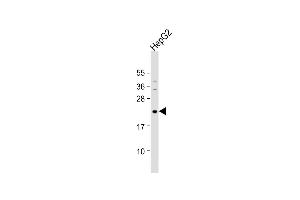 Anti-NeuroG1 Antibody (A46) at 1:1000 dilution + HepG2 whole cell lysate Lysates/proteins at 20 μg per lane. (Neurogenin 1 抗体  (N-Term))