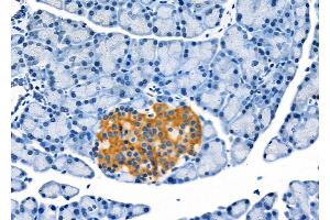 ABIN6262053 and ABIN6272306 at 1/100 staining Rat pancreatic tissue by IHC-P. (GPR124 抗体  (C-Term))