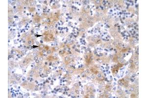 Immunohistochemical staining (Formalin-fixed paraffin-embedded sections) of human liver with LHX1 polyclonal antibody . (LHX1 抗体  (AA 357-406))