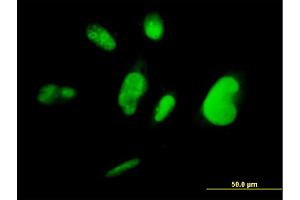 Immunofluorescence of monoclonal antibody to TCEA3 on HepG2 cell. (TCEA3 抗体  (AA 1-348))