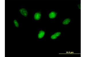 Immunofluorescence of purified MaxPab antibody to USF1 on HeLa cell. (USF1 抗体  (AA 1-310))