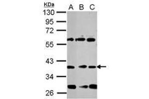 Image no. 1 for anti-Neuronal Differentiation 1 (NEUROD1) (AA 26-81) antibody (ABIN1499696) (NEUROD1 抗体  (AA 26-81))