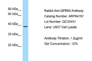Western Blotting (WB) image for anti-G Protein-Coupled Receptor 65 (GPR65) (C-Term) antibody (ABIN2789959) (GPR65 抗体  (C-Term))