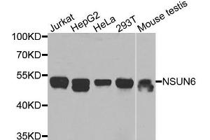 Western blot analysis of extracts of various cells, using NSUN6 antibody. (NSUN6 抗体)